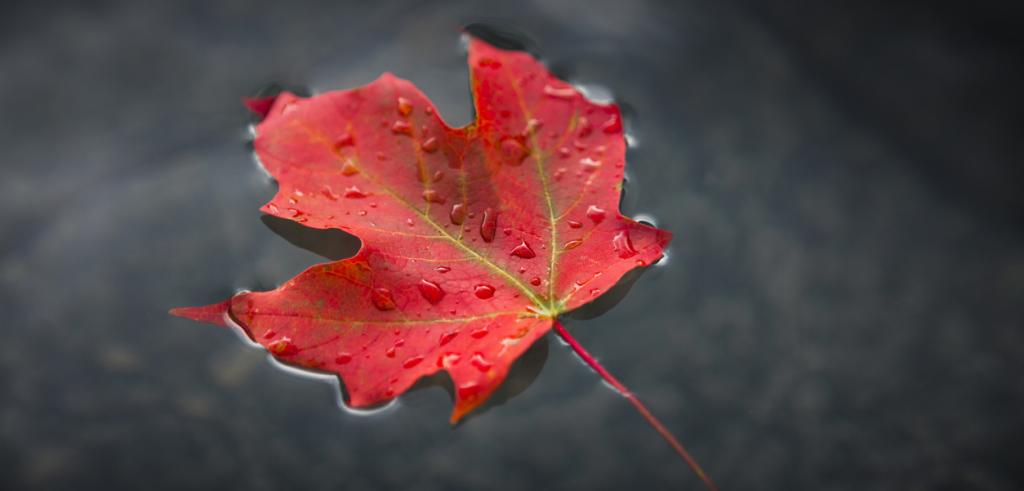 Canadian maple leaf